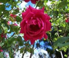 This rose displays many of the characteristics of the building - tall, always elegant, admirably suited to the climate and offering year round