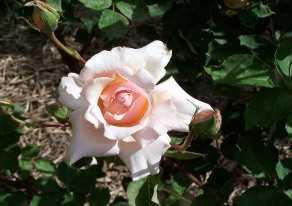 This rose in spring has soft peachy pink very full blooms, quite different to those in the warmer months. It produces very few hips. B.L.