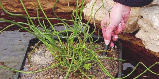 The scissor head cuts and removes leaves from pond plants in one easy step, while the pincer head allows for grasping and removal of debris.