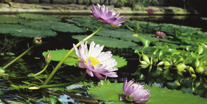 PLANTING CARE GUIDE Aquatic plants play a very important role in your water garden.