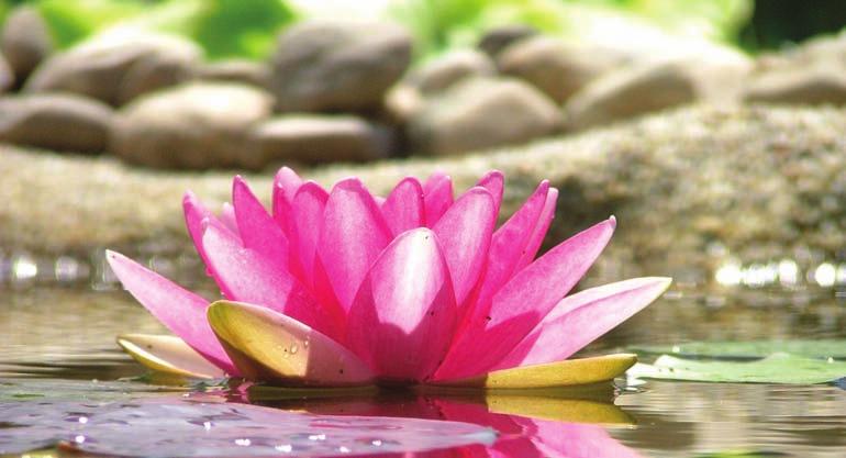 BENEFITS OF AQUATIC PLANTS Aquatic plants offer an attractive, dynamic element that changes with their growth and reproduction, giving your pond a natural look.