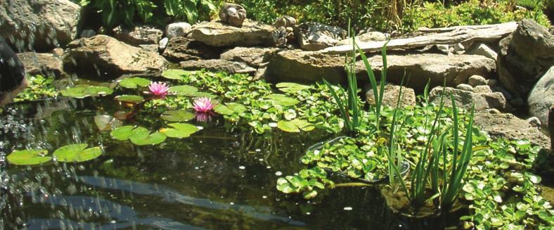 BENEFITS OF AQUATIC PLANTS Special care should be taken to keep plants healthy. Like fi sh, they need proper nutrients in order to grow and fl ourish.