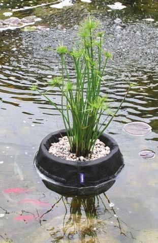 PLANTING A NEW POND Arranging aquatic plants is a matter of personal taste and style. Most pond keepers strive to recreate a pond that is as close as possible to something found in nature.