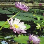 Tropical Lilies There are two categories of water lilies hardy and tropical.