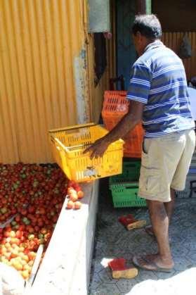 Postharvest behavioural contributors Positive inadvertent behavioural 1. Packing and pre-loading tomato crates first lowers risk of vibration and impact loading stress. 2.