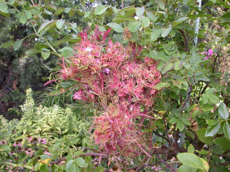 The foliage becomes distorted and frazzled looking, along with being a deep red to almost purple in color and changing to a brighter more distinct red.