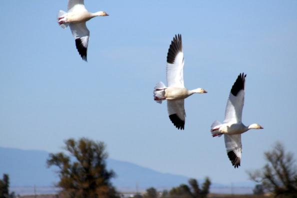 4 SNOW GEESE LANDING A small flock of sculpted Snow Geese, suspended in the heightened space of