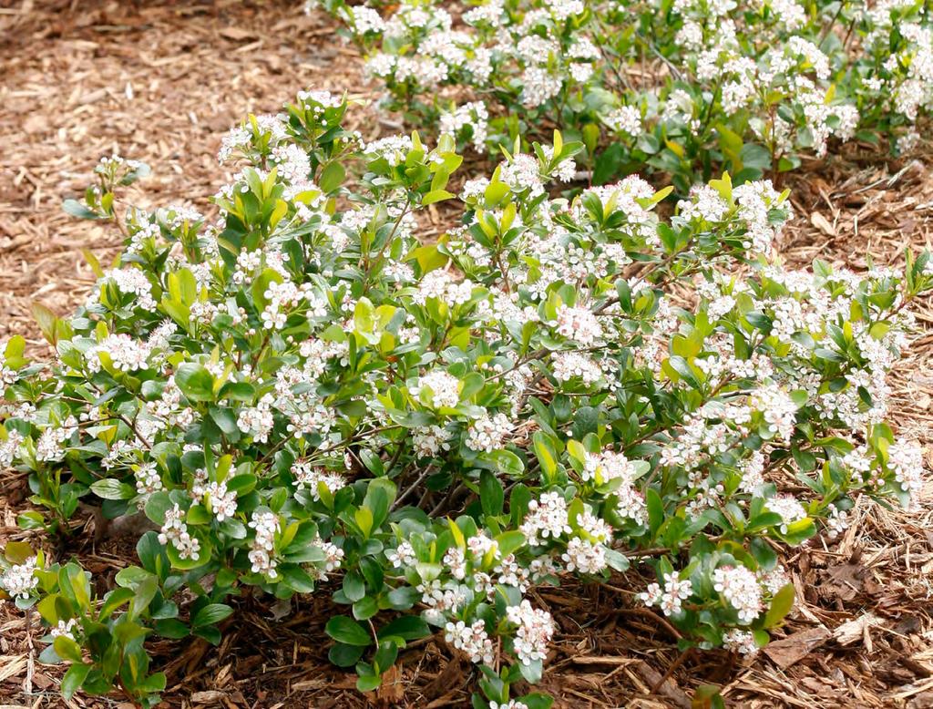 Aronia melanocarpa LOW SCAPE Mound Aronia melanocarpa UCONNAM165, pp#28,789, cbraf Durable native groundcover shrub Looking for a replacement for Rhus Gro-Low?