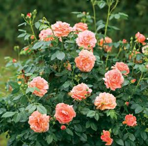 At Last rose changes all that by offering lush, full flowers with a true rose scent.