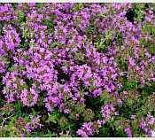 Thym us praecox 'Purple Carpet' Com m on Nam e: Height: W idth: Bloom Tim e: Flow er Color: Creeping Thym e.5 in. 18 in.