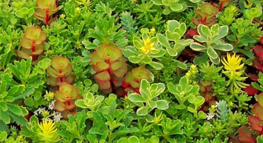 SEDUM TILE PRODUCT DATA All Season Mix This mix provides lowers throughout the whole growing season. Winter interest and seasonal foliage color changes are also found in this group.