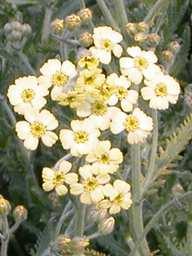 Achillea x lew isii 'King Edw ard' Com m on Nam e: Height: W idth: Bloom Tim e: Flow er Color: Lewis' Yarrow 6 in. 10 in.