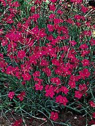 Dianthus deltoides 'Brilliant' Com m on Nam e: Height: W idth: Bloom Tim e: Flow er Color: Hardiness: Z4 (-20) Light: Soil: Minim um Soil Depth: 2.5 + Maiden Pinks 8 in. 12 in.