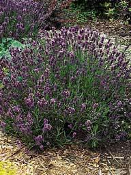Lavandula angustifolia 'Hidcote' Com m on Nam e: Height: W idth: Bloom Tim e: Flow er Color: Hardiness: Z5 (-10) Light: Soil: Minim um Soil Depth: 6 + English Lavender 20 in. 36 in.