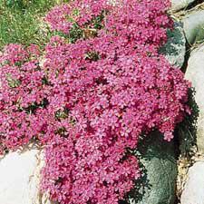 Phlox subulata 'Crim son Beauty' Com m on Nam e: Height: W idth: Bloom Tim e: Flow er Color: Moss Pinks or Creeping Phlox 6 in. 36 in.