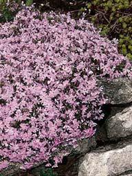 Perfect for edging walkways, bank plantings and rock gardens. Spreads to 3' in width and stays 4-6" in height. Best in Full Sun and good drainage is required.