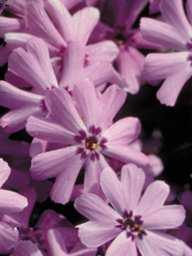 I ts spreading, m atted form creates a carpet of m edium -blue flowers with deep-green, needle-like leaves. To keep this evergreen phlox full and lush, shear back by half after flowers are spent.