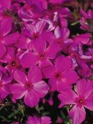 Phlox subulata 'Red W ing' Com m on Nam e: Height: W idth: Bloom Tim e: Flow er Color: Moss Pinks or Creeping Phlox 3 in. 24 in.