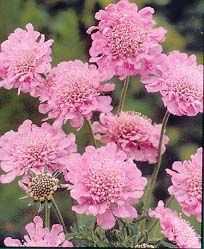 Scabiosa colum baria 'Pink Mist' Com m on Nam e: Height: W idth: Bloom Tim e: Flow er Color: Hardiness: Z3 (-30) Light: Soil: Minim um Soil Depth: 6 + Pincushion flower 12 in. 18 in.