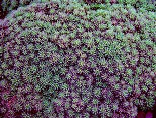 'Coral Carpet' is a low m ounding variety, with dense m ounds of fleshy, bright green leaves in tight little rosettes trailing from short red stem s. Roots easily; can be invasive.