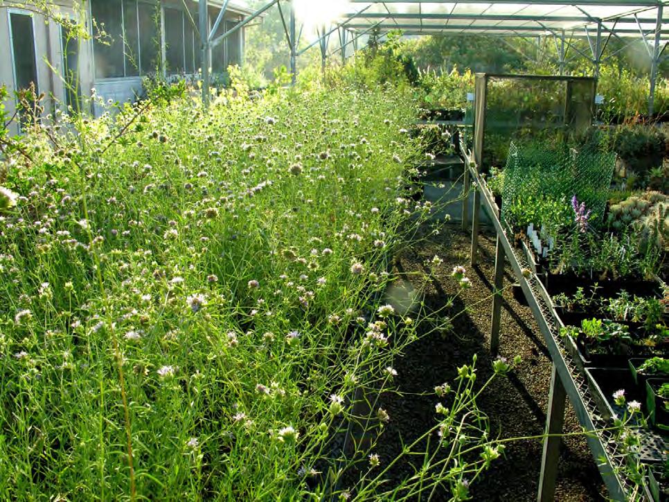 Helianthus annus Lab Studies Phylogenetic Research Astragalus peirsonii
