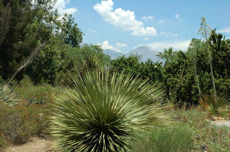to grow and maintain rare plants Rancho Santa Ana Botanic