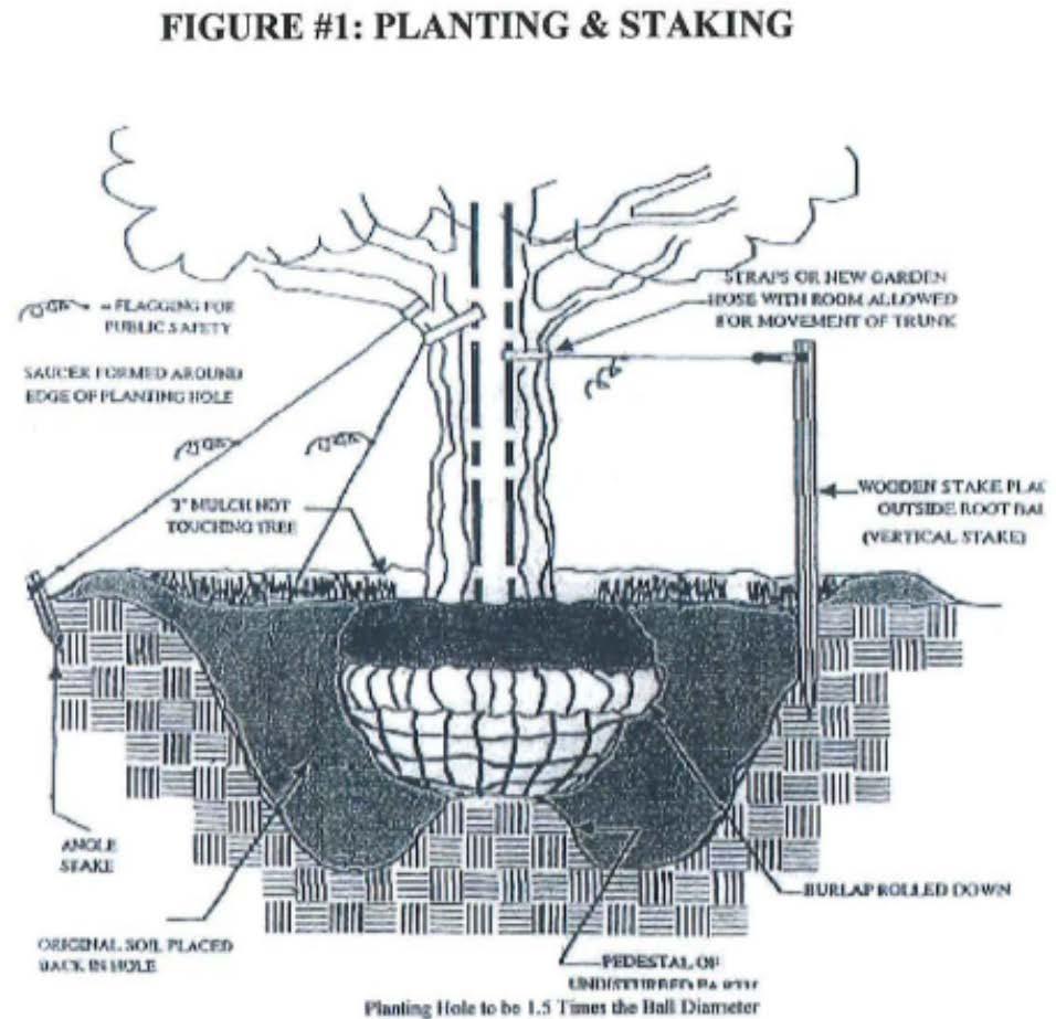 Guying & Staking: Stakes must be sturdy, non-rusting metal, or untreated wood installed outside of, and spaced evenly around, the root ball.