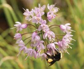 full sun to part shade dry well-drained sandy soil light moisture drainage native plants for your garden Nodding Onion Allium cernuum Bulbous perennial 10 50 cm tall Full sun to part shade Small pink