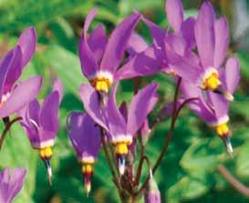 full sun to part shade moderately moist to dry well-drained light moisture drainage native plants for your garden Broad-leaved Shootingstar Dodecatheon hendersonii Perennial up to 30 cm tall Full sun