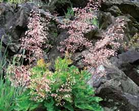 full sun to part shade moist to dry well-drained light moisture drainage native plants for your garden Small-f lowered Alumroot Heuchera micrantha Perennial; flower stems 15 60 cm tall Full sun to
