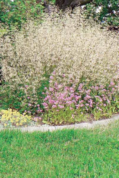 Moist to dry welldrained soil; add sand/grit around base for drainage Combine in perennial beds or rockeries with Nodding Onion (Allium cernuum), Woolly Sunflower (Eriophyllum lanatum) Can be used in