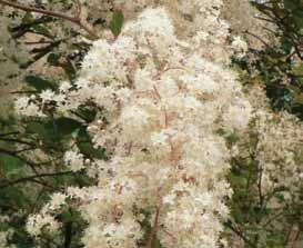 full sun to part shade dry to moist well-drained light moisture drainage native plants for your garden Oceanspray Holodiscus discolor Deciduous shrub up to 4 metres tall Full sun to part shade