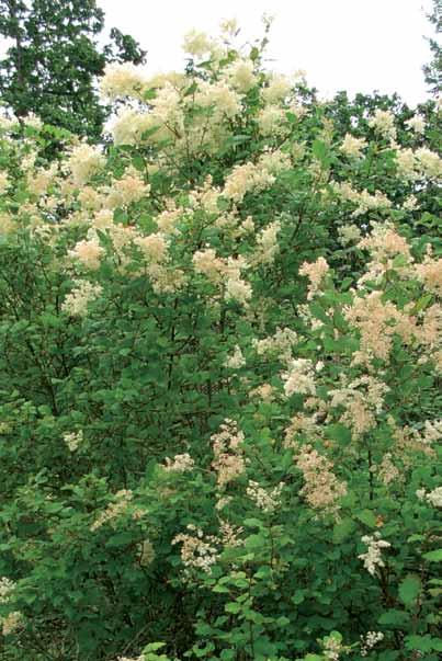 Dry to moist, well-drained coarse-textured soil Use in a mixed hedgerow with Mock-orange (Philadelphus lewisii) and Red-flowering Currant (Ribes sanguineum), or as the background in a mixed border