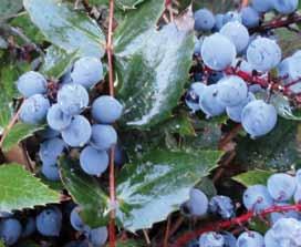 part shade to full shade dry to moist (variable) light moisture drainage native plants for your garden Dull Oregon-grape Mahonia nervosa Evergreen shrub 10 60 cm tall Part shade to full shade