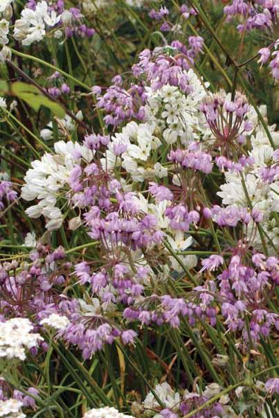 Nodding Onion (pink) shown with Fool s Onion (white) Dry, well-drained sandy soil Add sand and a pebble mulch in spring for drainage Good for rockeries and along edges of perennial border; space 10