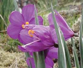 full sun to part sun moist to dry well-drained light moisture drainage native plants for your garden Satinf lower Olsynium douglasii Perennial up to 30 cm tall Full sun to part sun Flowers are