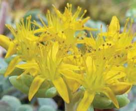full sun to part shade dry well-drained light moisture drainage native plants for your garden Broad-leaved Stonecrop Sedum spathulifolium Herbaceous succulent perennial up to 20 cm tall Full sun to