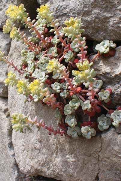 Dry, well-drained soil; coarse textured-soils; add sand and grit Excellent for rockeries, as an edging plant for sunny perennial beds, or as a ground cover Use in terra-cotta containers with