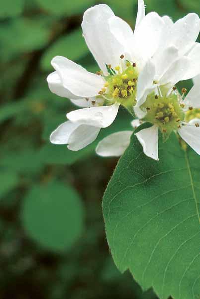 Dry to moist, welldrained, humus-rich soil Create a hedgerow with other flowering native shrubs; use as specimen shrub or as background in perennial borders Water during dry periods in the first year