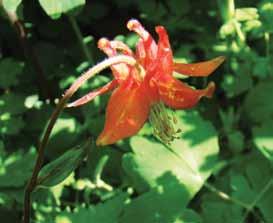 full sun to part shade moist soil (variable) light moisture drainage native plants for your garden Sitka Columbine Aquilegia formosa Perennial up to 1 metre tall Full sun to part shade Red and yellow