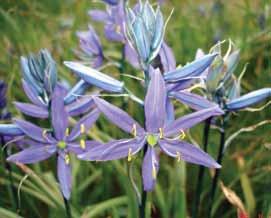 full sun to part shade moderately moist well-drained humus-rich soil light moisture drainage native plants for your garden Great Camas Common Camas Camassia leichtlinii Camassia quamash Perennial