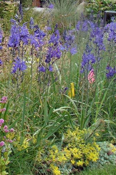 Moderately moist, welldrained, humus-rich soil; needs spring moisture Use in drifts in woodland gardens, perennial borders, in naturalized meadows, along pond edges (Great Camas) Plant bulbs in fall