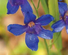 full sun to part shade dry well-drained loamy soil light moisture drainage native plants for your garden Menzies Larkspur Delphinium menziesii Perennial up to 50 cm tall Full sun to part shade Deep