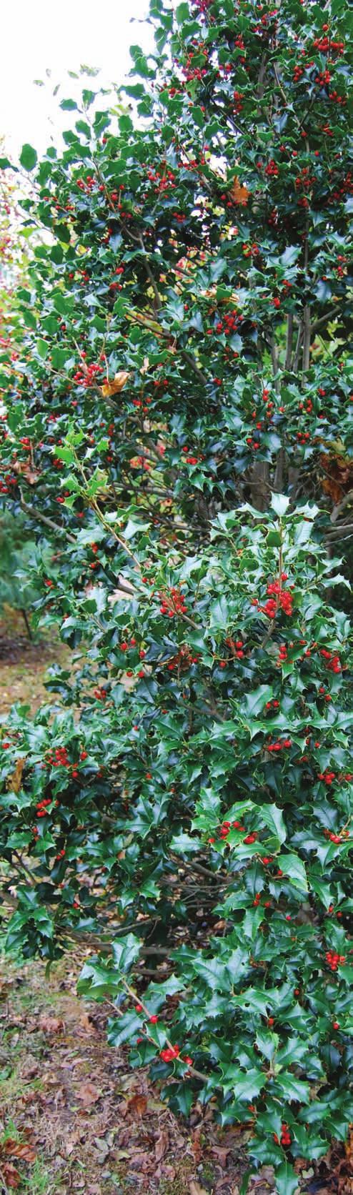Cannon s interest in plants began at an early age. His father was both a florist and a horticulturalist, who planted the beginnings of the expansive holly collection on Route 6A decades ago.