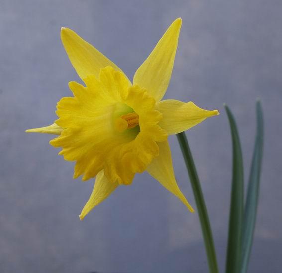 Narcissus asturiensis vasconicus How frustrating is it that the more one likes a plant, the harder it is