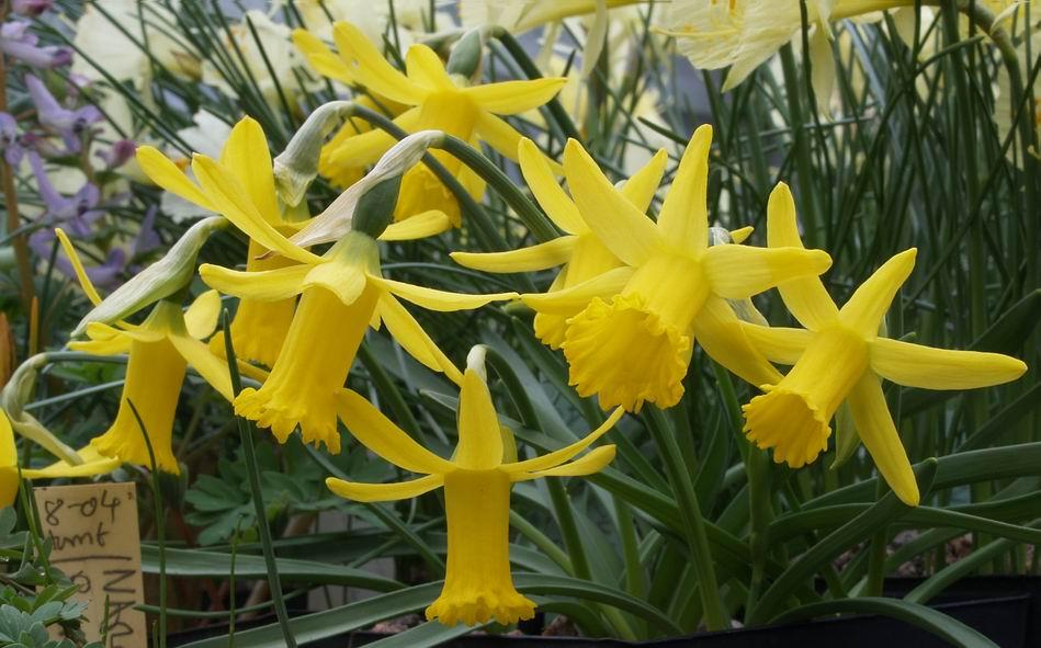 Narcissus asturiensis On the other hand this potful increases steadily every year and it sets seeds most
