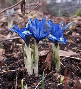 The small blue highlights are the Iris histrioides bulbs that I split up a few w eeks ago when they first appeared.