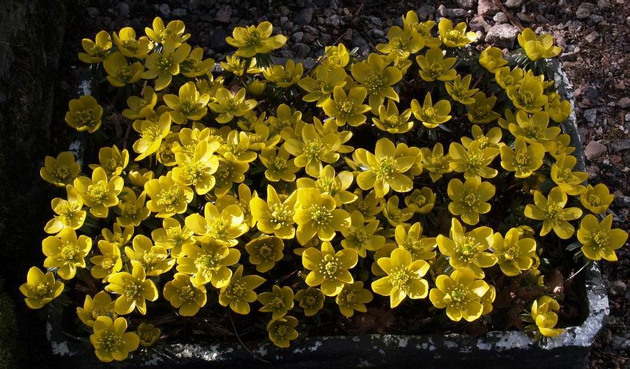 There is nothing like looking out on a frosty morning and watching the warmth of the sun slowly wipe away the frost and encourage the Eranthis to open their flowers like a host of yellow solar panels.