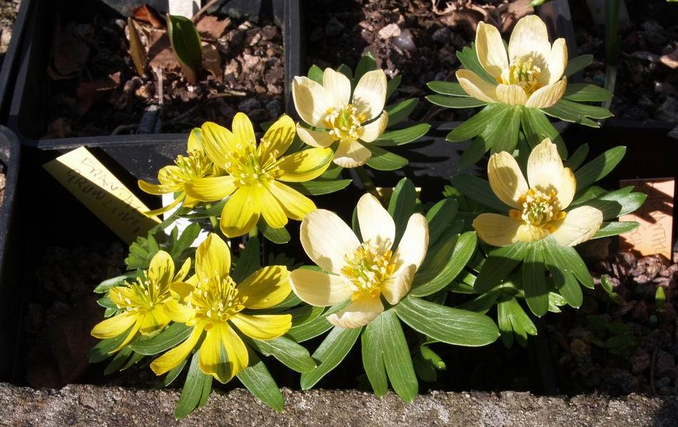 Eranthis 'Grunling' and 'Schwefelglanz' Two years ago come summer we were given small tubers of both Eranthis 'Grunling' and 'Schwefelglanz' and both forms are now