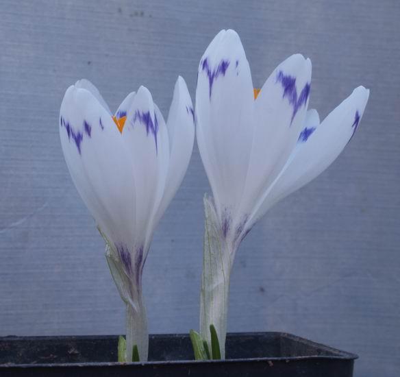 Crocus 'Carpathian Wonder' I have a number of forms of Crocus heuffelianus that I have been raising from seed for years.